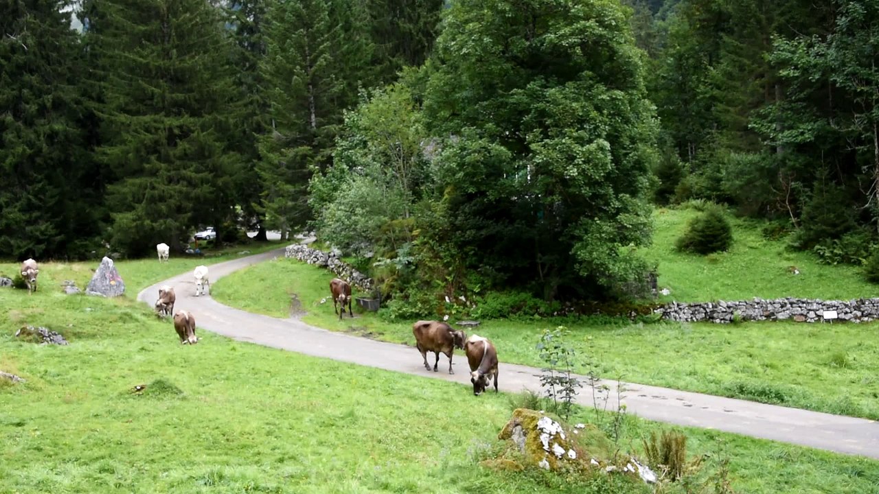 DSC_1884 Unterwasser en Suisse, Laui vers lac Gräppelensee, vaches Schweizer Braunvieh
