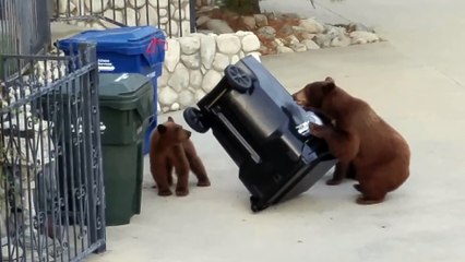 Bears Vs. Bear-Proof Garbage Can