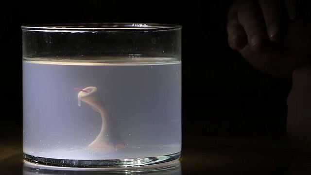 Как сделать. Гомункул #5 (Homunculus)