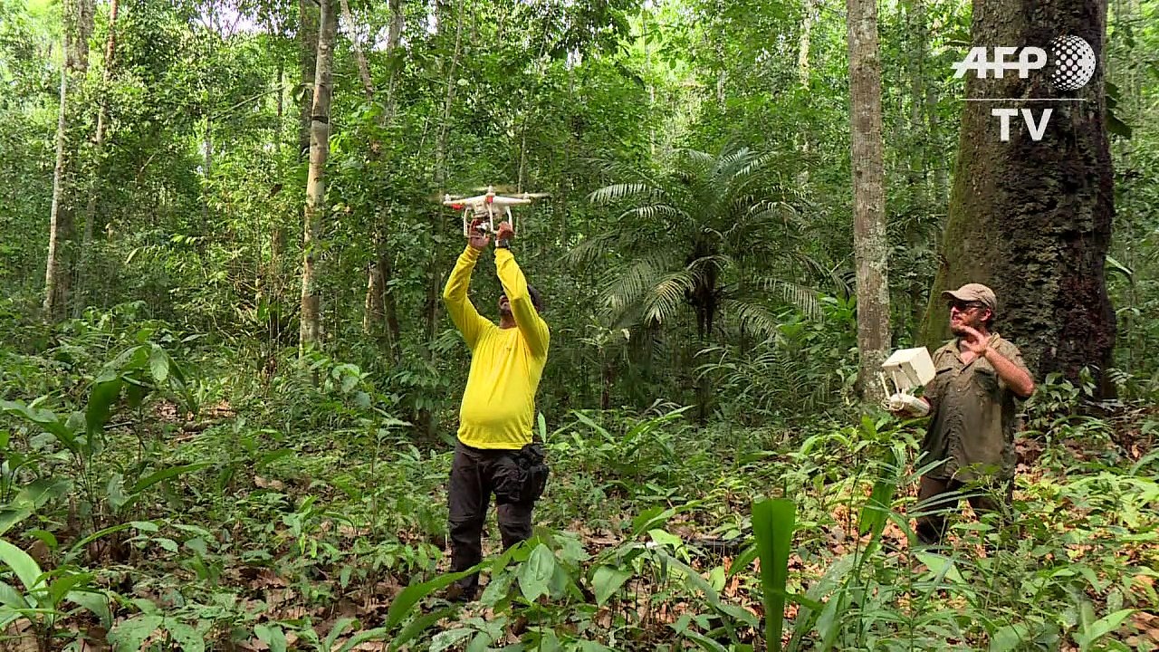 Des drones au service de la protection des forêts de l'Amazone