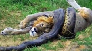 世界动物：实拍到动物的争斗 狮子，老虎，蟒蛇，鹿，鳄鱼 #14