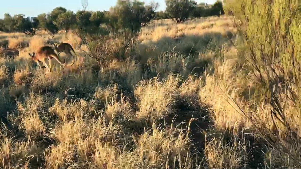 Morning Walk With Kangaroos
