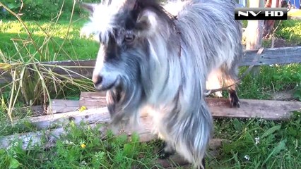 Funny Goats  Screaming Is Optional (March 2017)    NVHD