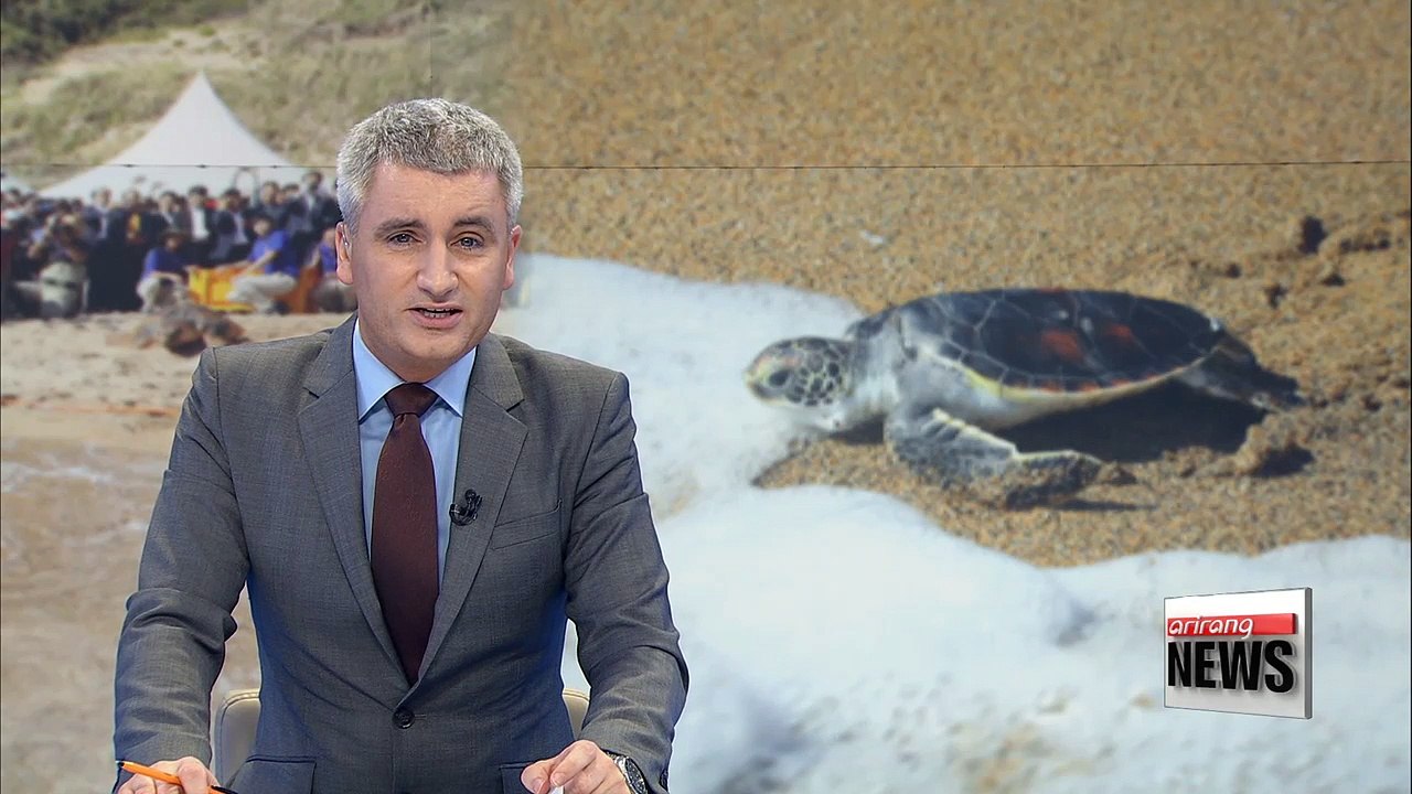 Endangered sea turtles return to sea in Jeju Island