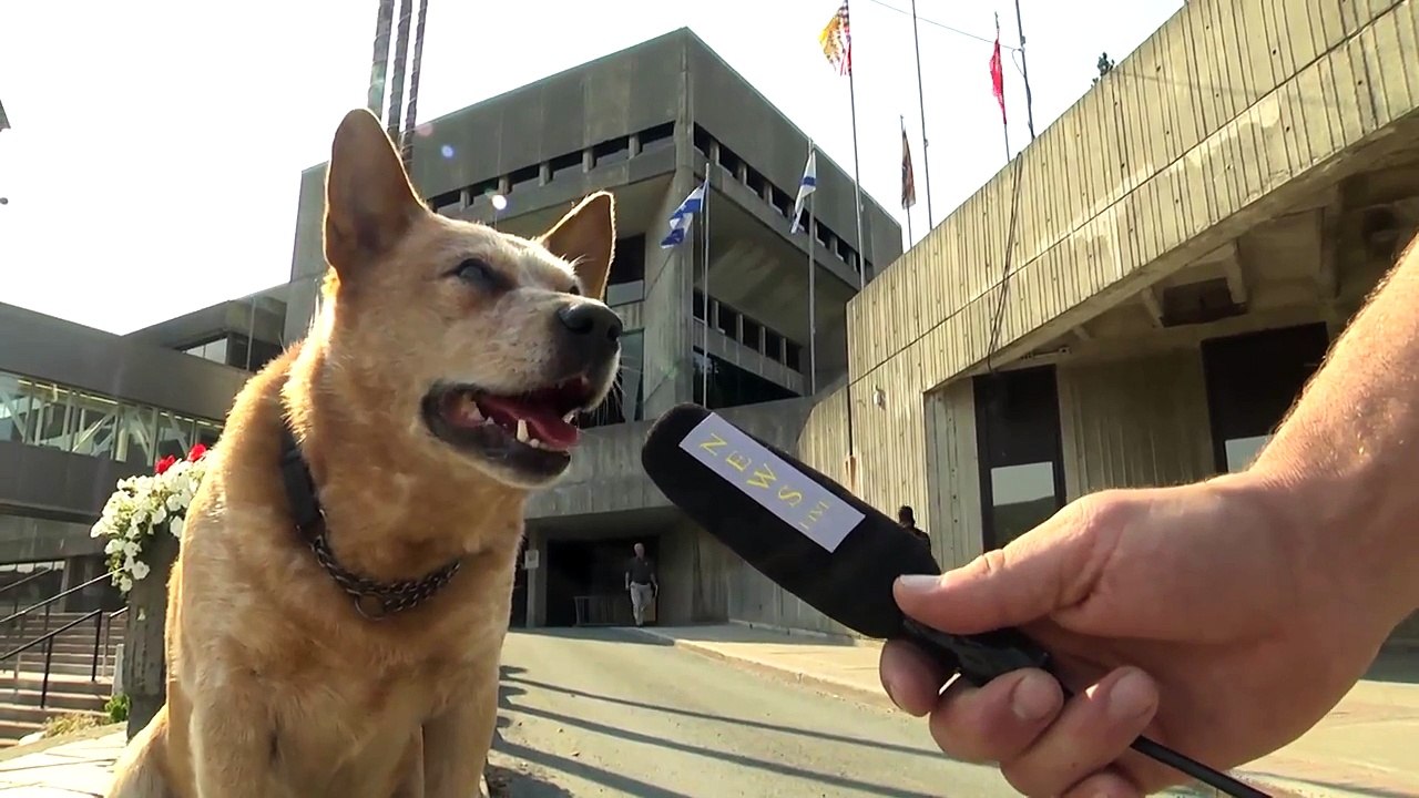 O cachorro candidato à prefeito