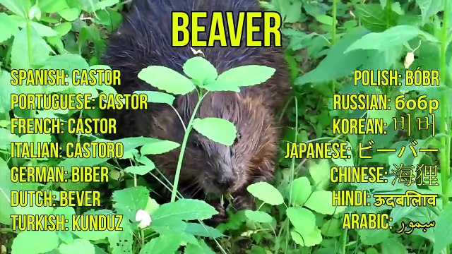 North American Animal for Kids - Animal Sounds from the Wildlife of North America