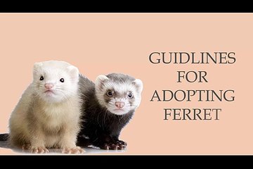 Guidance For Adopting Ferret