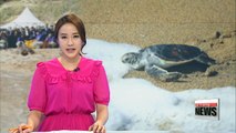 Endangered sea turtles return to sea in Jeju Island