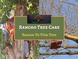 Get the Tree Trimming & Removal Service in Fontana