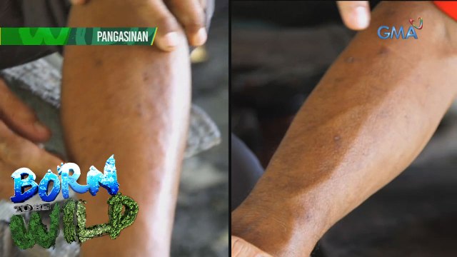 Born to be Wild: Doc Ferds meets Boy Ahas