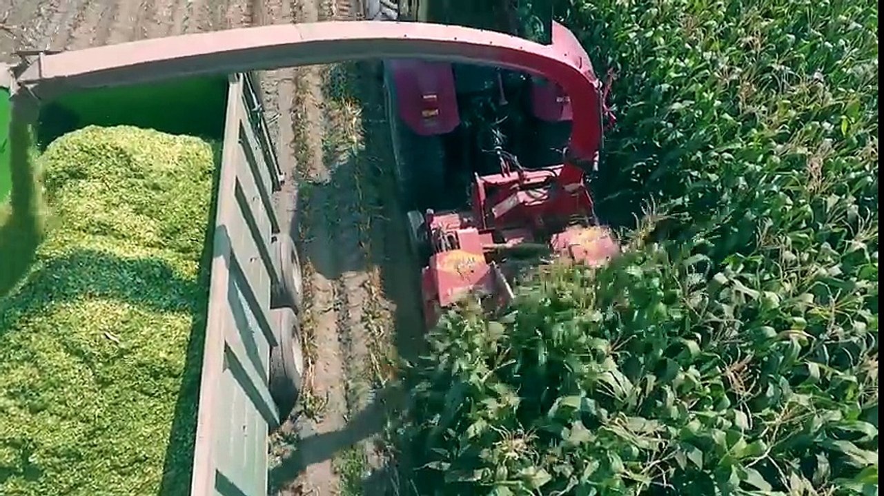 Mısır Silajı - Sıra bağımsız 4 sıra silaj makinesi