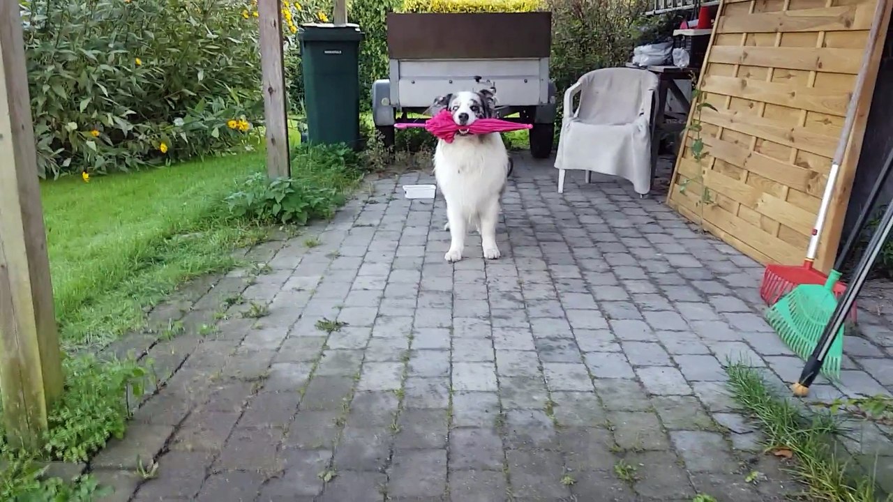 Elle a appris une petite danse à son chien... la danse du parapluie