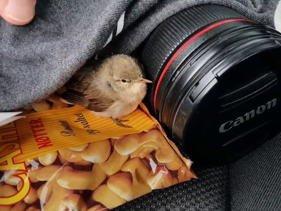 Il trouve un oiseau coincé entre le toit et la malle de toit de sa voiture