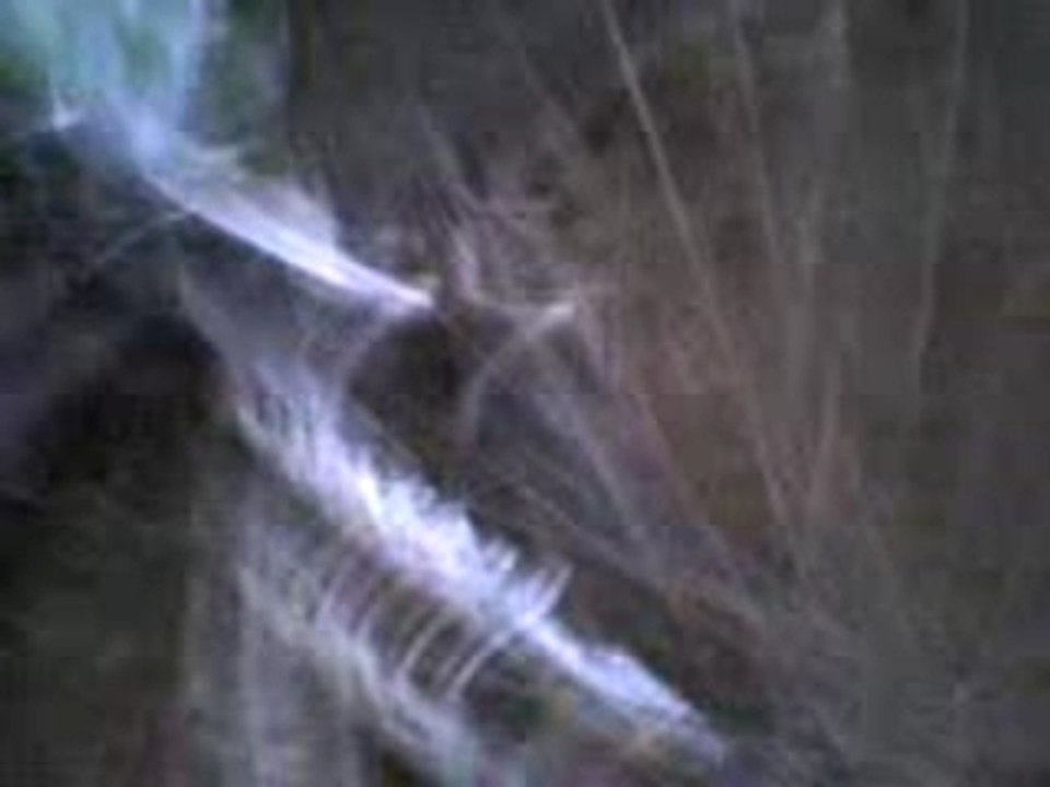 MOV00006[1]