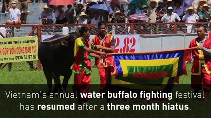 Water buffalo smash heads in controversial fighting festival