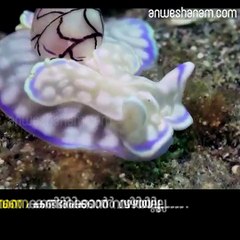 ഇവനെ കണ്ടിരിക്കാന്‍ വഴിയില്ല.....