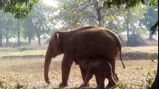 Elephant Digs A Hole For 11 Hours, What She Pulls Out… OMG.