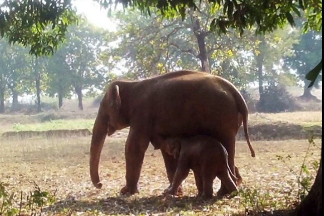 Elephant Digs A Hole For 11 Hours, What She Pulls Out… OMG.