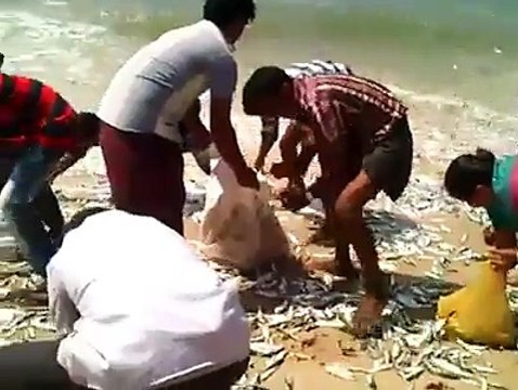 millions of fish washed ashore!!!!