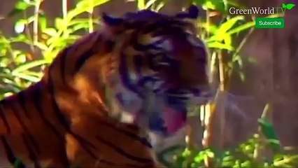 WOLVES ATTACKING OMEGA WOLF