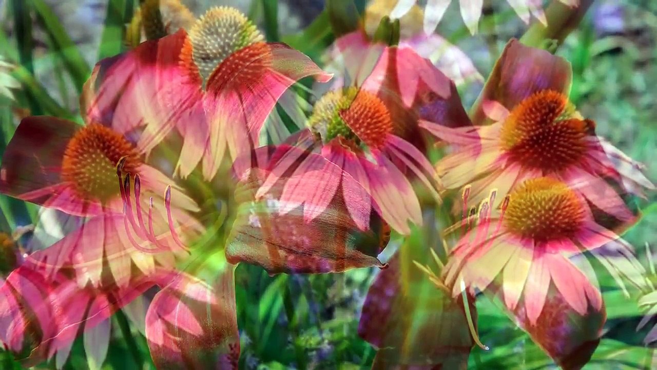 South Carolina Landscape Design Services - Garden Centers near Columbia