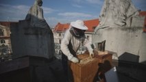 Los tejados de Praga se pueblan de abejas para producir miel