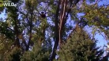 American Bald Eagle Flying, Hunting, Eating [Nature/Wildlife Documentary]