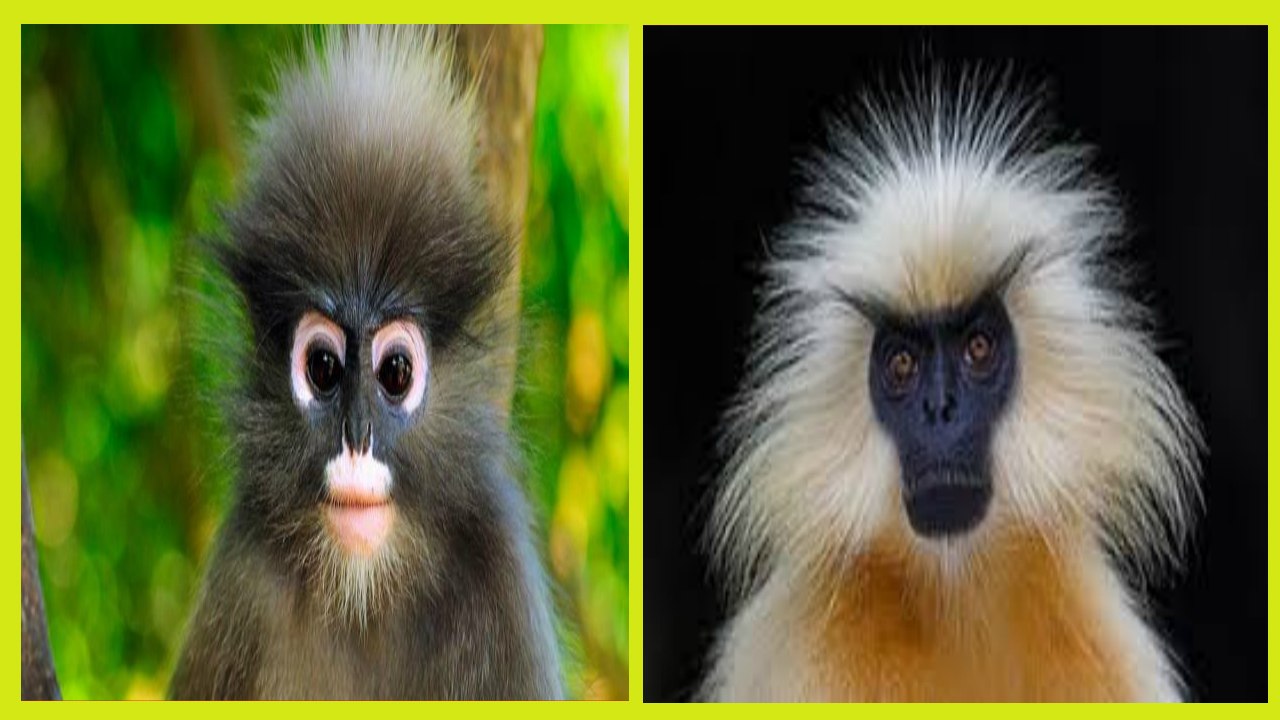 14 Monos Exóticos y Raros que son únicos - Vídeo Dailymotion