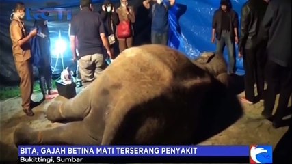 Pasangan Mati, Gajah Jantan Ini Bersikap Tak Biasa
