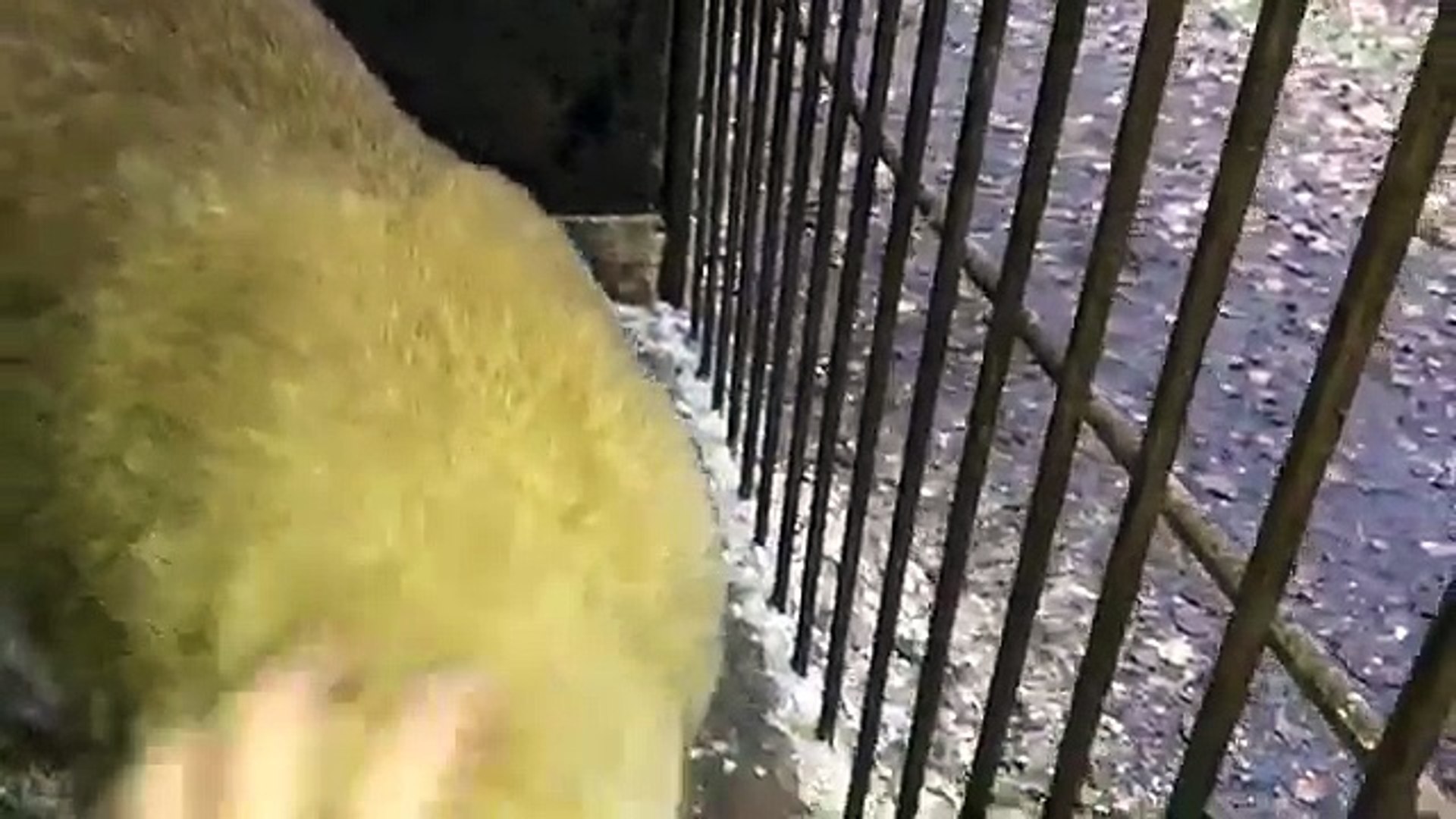 ⁣Чуть чуть рысей для волнующихся
