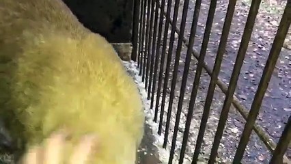 Чуть чуть рысей для волнующихся