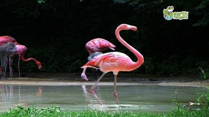 Funny Talking Animals