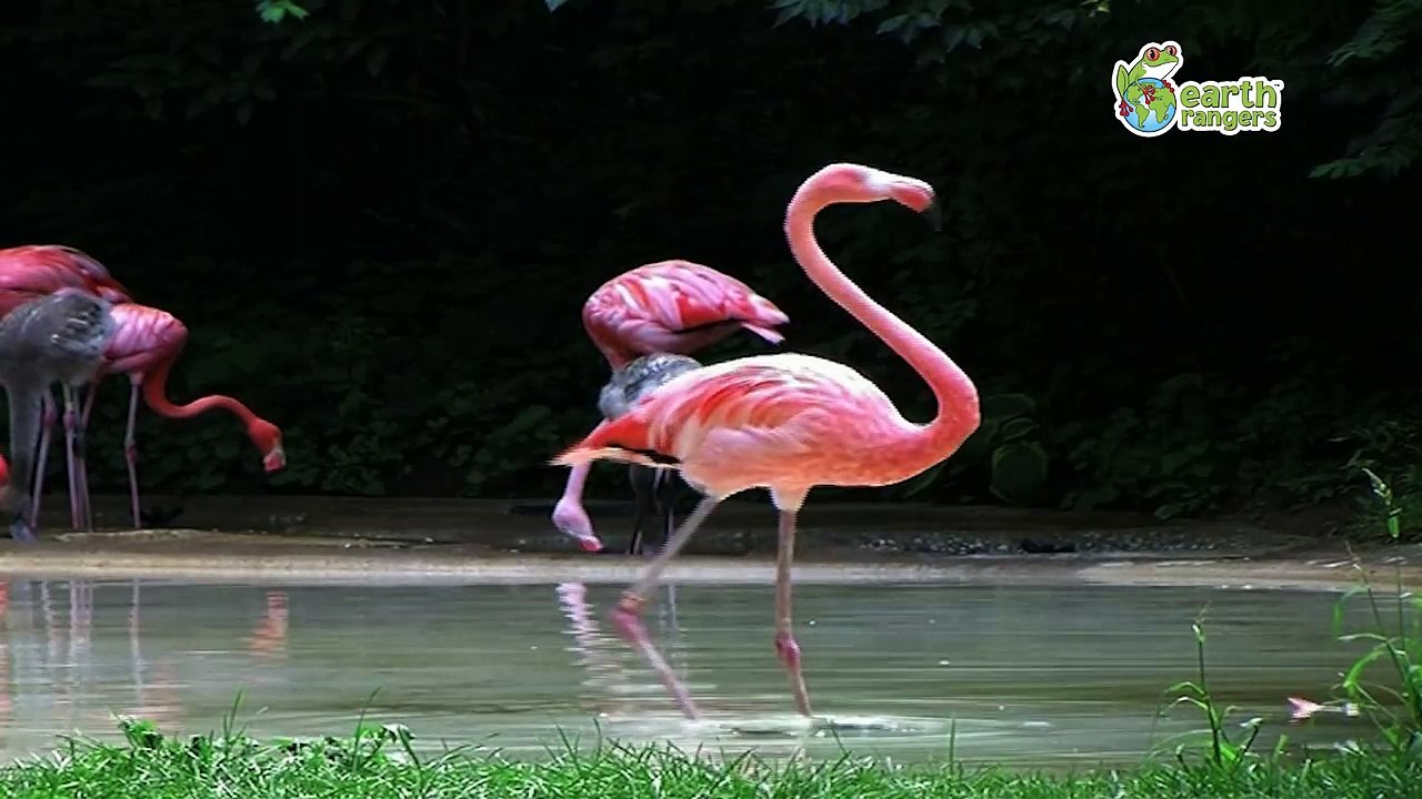 Funny Talking Animals