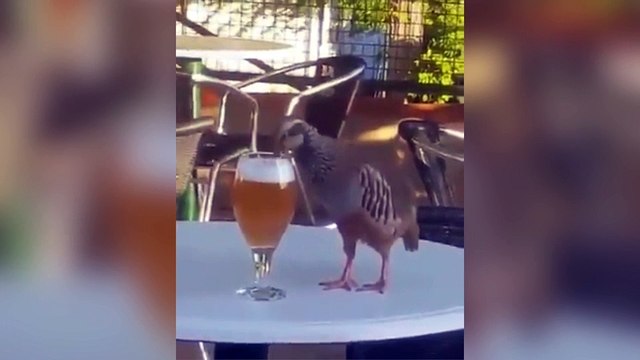 Si les animaux aussi se mettent à boire de l'alcool !