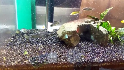 욕심 무서운 물고기.. 당신은 당신이 무엇을보고 믿지 않을 것이다!