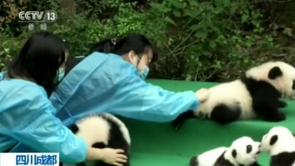 Ten baby pandas tumble around at public debut