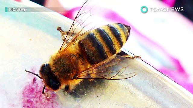 Serpiente en restaurante: Mujer es mordida por una serpiente cabeza de cobre en Virginia - TomoNew