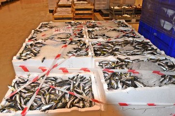 İstanbul'da Boy Sınırına Uymayan 21 Ton Balığa El Konuldu