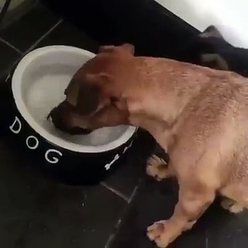 köpek su kabındaki kemik resmi kemik sanıyo kara köpeklere kedilere şeytaen diyen kendisi şeytaendır