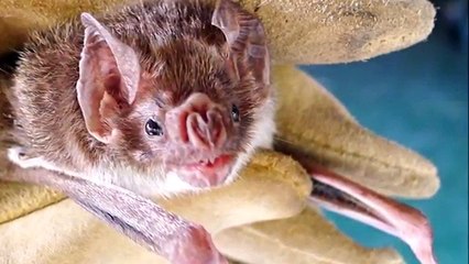 All About Bats for Kids: Animal Videos for Children - FreeSchool