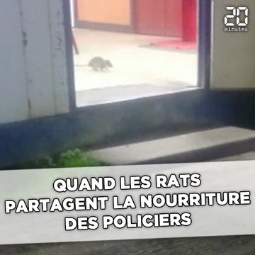 Quand les rats partagent la nourriture des policiers