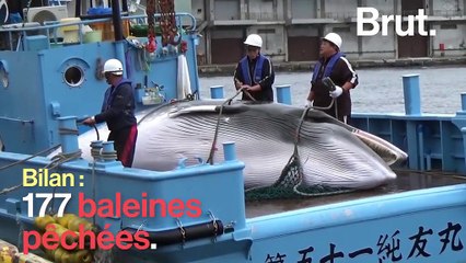 Le Japon vient de terminer sa saison annuelle de chasse à la baleine