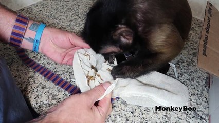 Monkey Shares Bugs With Pet Human (BONUS BUG)