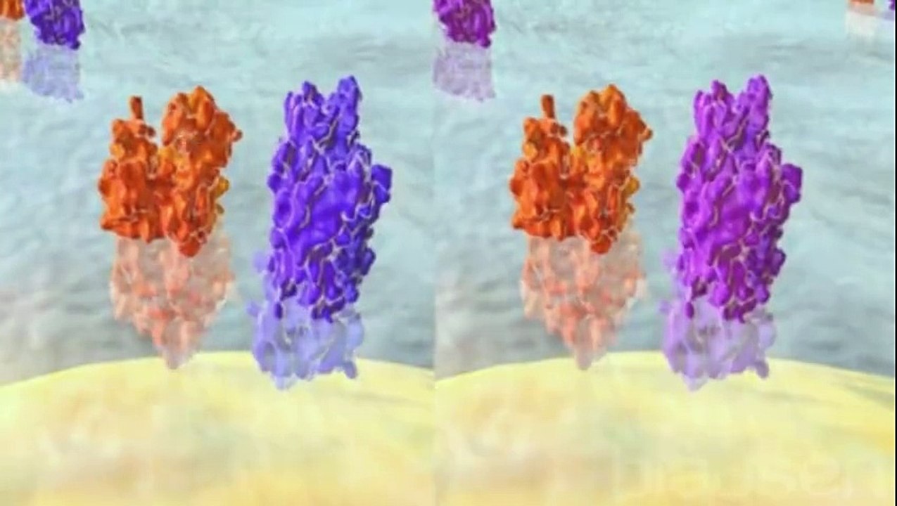 Allogreffe de cellules souches