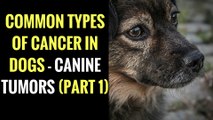 Common Types of Cancer in Dogs - Canine Tumors (PART 1)