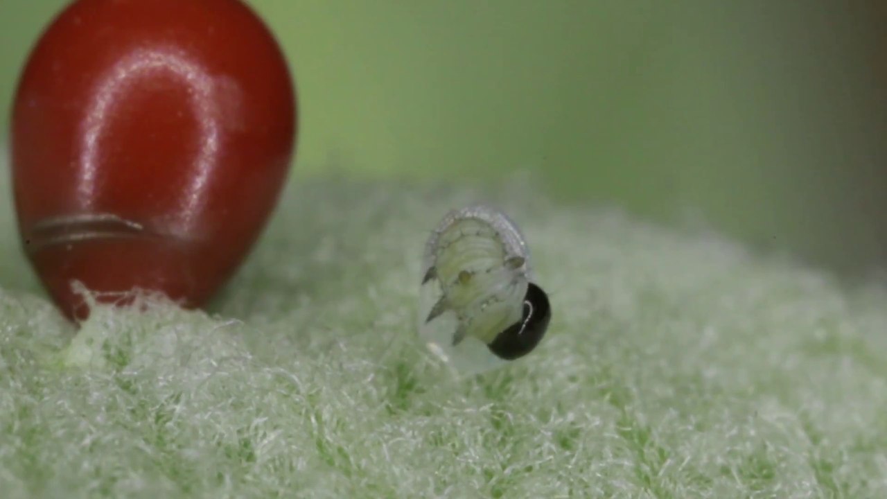 L'éclosion d'un oeuf de chenille de papillon Monarque : magnifique ...