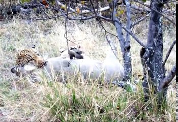 Gepard zerfleischt und frisst Warzenschwein lebendig * Eaten Alive * Cheetah eats Warthog