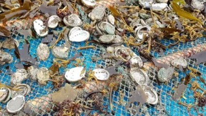 진도 전복 한 달 새 5백만 마리 집단 폐사 / YTN