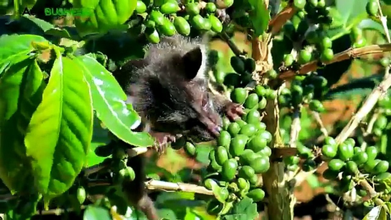 Mt. Apo Civet Coffee Farming : Civet Coffee Farming in the Philippines | Agribusiness Philippines