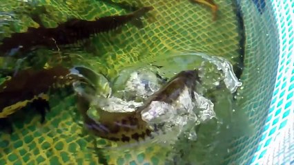 SHARKS and SURFERS Worst Fail Fishing Ever! SO ANGRY!!